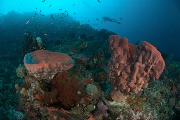 Diver, sponge in Ambon, Maluku, Indonesia underwater photo — Stock Photo, Image