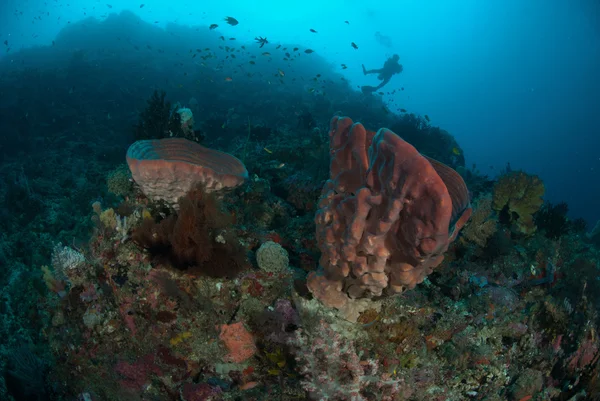 Diver, sponge in Ambon, Maluku, Indonesia underwater photo — Stock Photo, Image