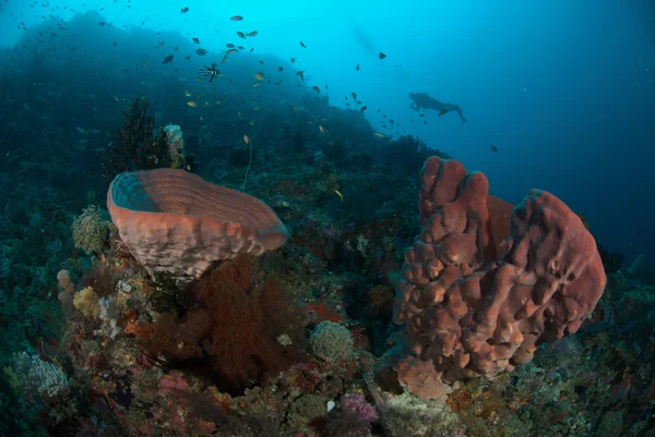 Plongeur, éponge à Ambon, Maluku, Indonésie photo sous-marine — Photo