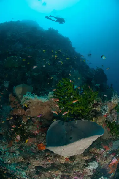 Buceador, esponjas, coral sol negro en Ambon, Maluku, Indonesia foto submarina —  Fotos de Stock