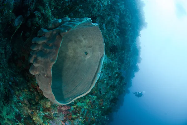 Diver, sponge in Ambon, Maluku, Indonesia underwater photo — Stock Photo, Image