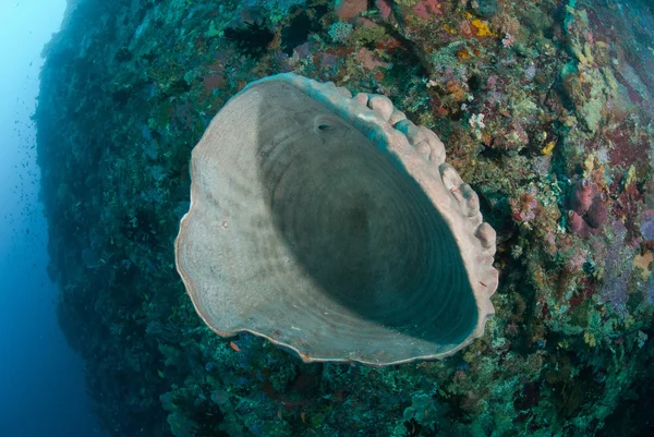 海绵在安汶，印度尼西亚马鲁古群岛的水下照片 — 图库照片
