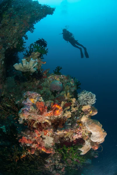 Buceador, esponjas, coral sol negro en Ambon, Maluku, Indonesia foto submarina — Foto de Stock