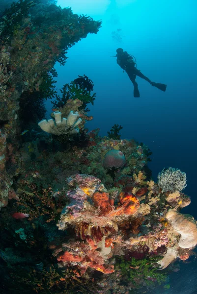 Buceador, esponjas, coral sol negro en Ambon, Maluku, Indonesia foto submarina — Foto de Stock