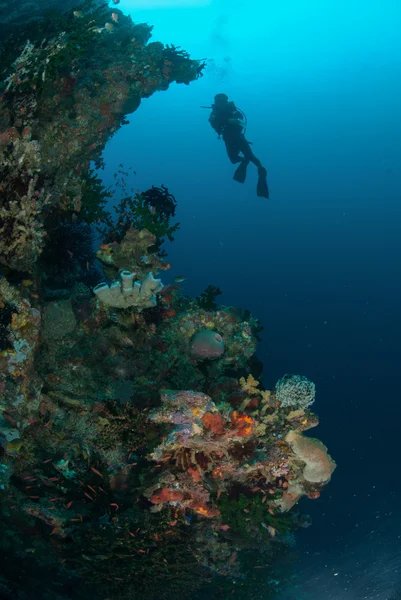 Buceador, esponjas, coral sol negro en Ambon, Maluku, Indonesia foto submarina —  Fotos de Stock