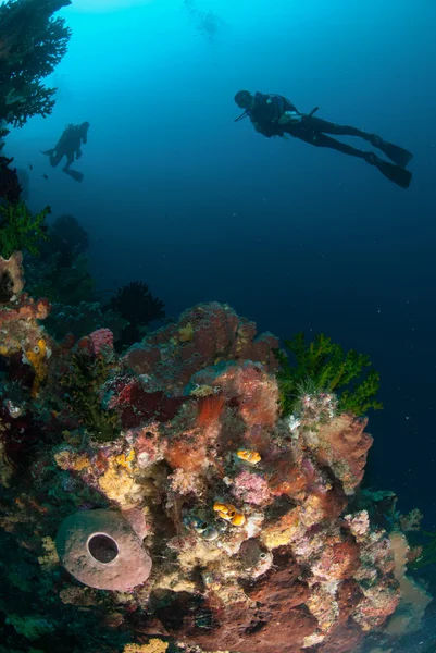 Dykare, tvättsvampar, svarta solen korall i Ambon, Moluckerna, Indonesien undervattensfoto — Stockfoto