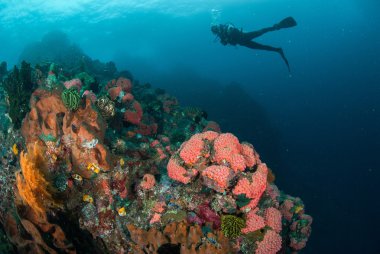 Dalgıç, mercan, sünger, deniz fan Ambon, Maluku, Endonezya sualtı fotoğraf içinde