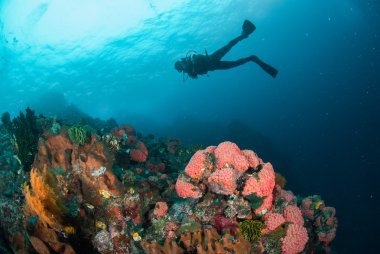 Dalgıç, mercan, sünger, deniz fan Ambon, Maluku, Endonezya sualtı fotoğraf içinde