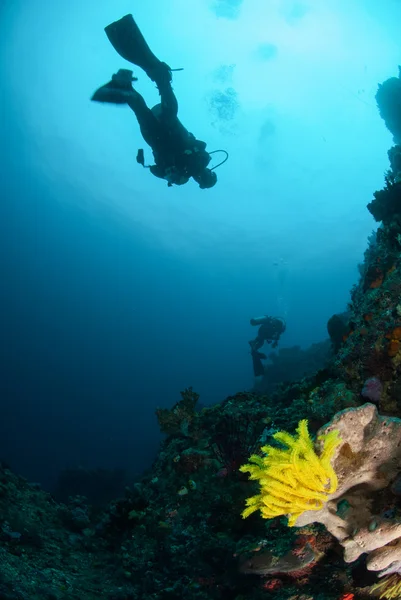 潜水员、 羽毛星，海绵在安汶，印度尼西亚马鲁古群岛的水下照片 — 图库照片