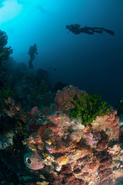 Buceador, esponjas, coral sol negro en Ambon, Maluku, Indonesia foto submarina . —  Fotos de Stock