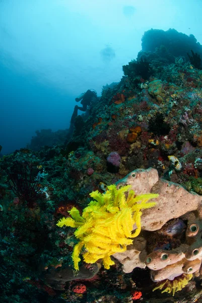 Diver, feather star, sponge in Ambon, Maluku, Indonesia underwater photo — Stock Photo, Image
