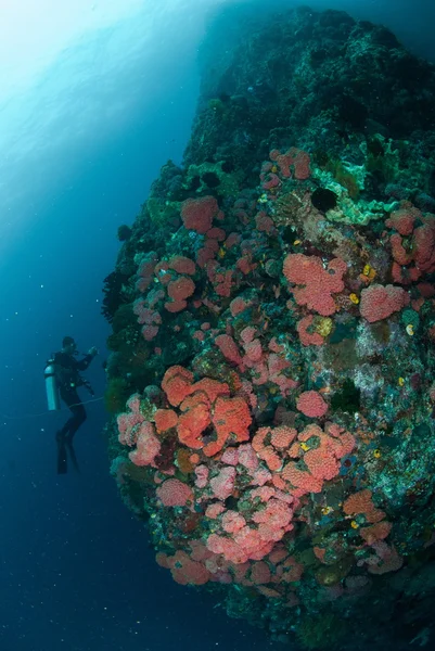 Diver, bunch of coral reefs in Ambon, Maluku, Indonesia underwater photo — Stock Photo, Image