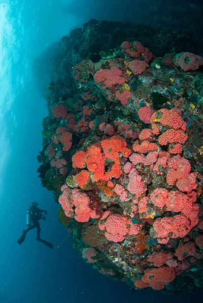 Diver, bunch of coral reefs in Ambon, Maluku, Indonesia underwater photo — Stock Photo, Image