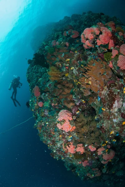 Dykare, massa korallrev i Ambon, Moluckerna, Indonesien undervattensfoto — Stockfoto