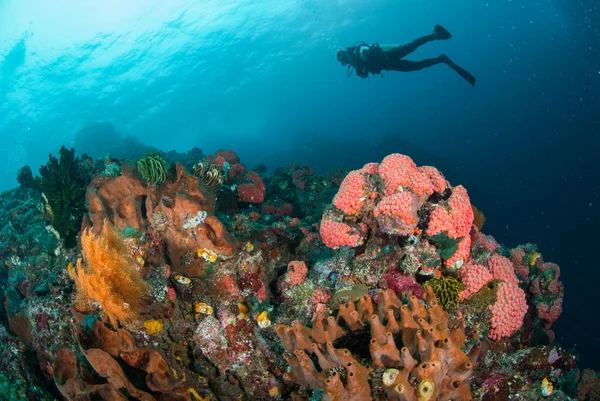 Diver, barriera corallina, spugna, ventilatore di mare in Ambon, Maluku, Indonesia foto subacquea — Foto Stock