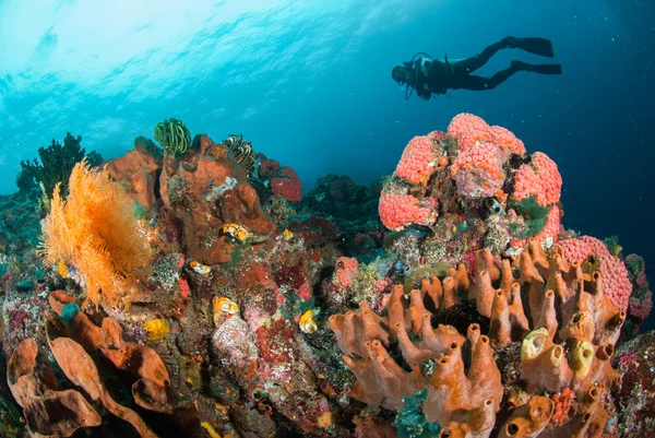 Mergulhador, recife de coral, esponja, ventilador de mar em Ambon, Maluku, Indonésia foto subaquática — Fotografia de Stock