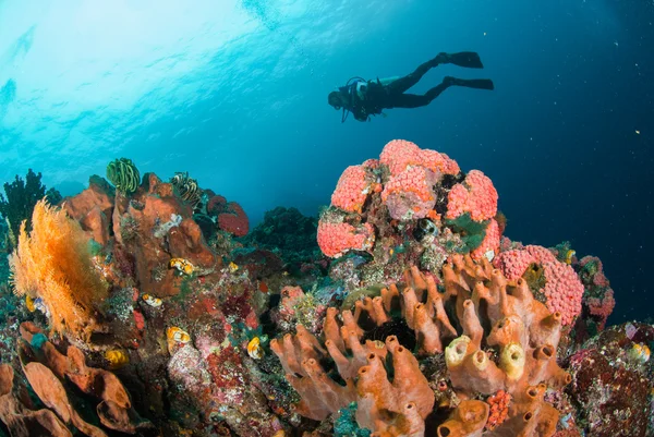 Mergulhador, recife de coral, esponja, ventilador de mar em Ambon, Maluku, Indonésia foto subaquática — Fotografia de Stock