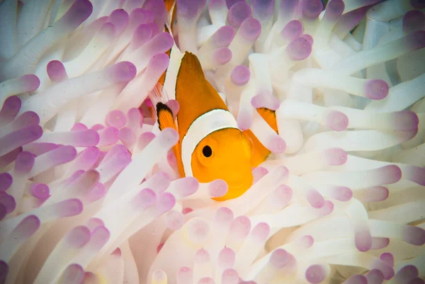 Anemonenfische schwimmen in Bunaken, Nordsulawesi, Indonesien Unterwasserfotos. Anemonenfisch versteckt sich in Anemone — Stockfoto