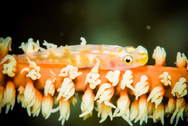 Draad koraal in Bunaken, North Sulawesi, Indonesia onderwater foto. Draad koraal heeft variant soorten — Stockfoto