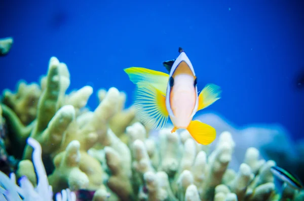 Anemonefish nadando en Bunaken, Sulawesi del Norte, Indonesia foto submarina. Anemonefish se esconde dentro de la anémona —  Fotos de Stock