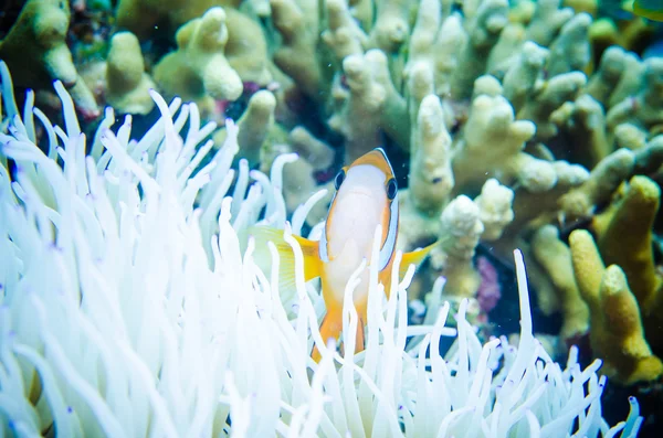 Anemonefish zwemmen in Bunaken, North Sulawesi, Indonesia onderwater foto. Anemonefish is verbergen binnen anemone — Stockfoto