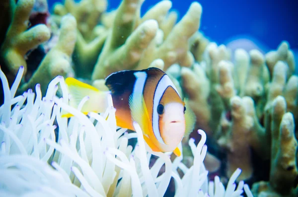 Anemonefish 부 나 칸, 북 술라웨시, 인도네시아 수 중 사진에에서 수영. Anemonefish 아 네모 네 안에 숨어 있다 — 스톡 사진