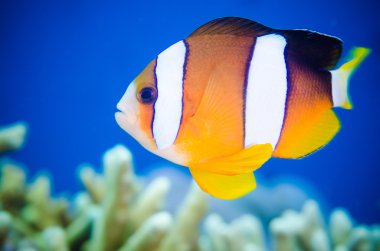 Bunaken, Kuzey Sulawesi, Endonezya sualtı fotoğraf Yüzme tehlikede. Clark'ın tehlikede Amphiprion clarkii etrafında yüzüyor.