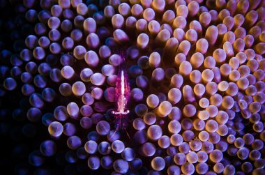 Mor karides anemon üzerinde gizleyin. sualtı fotoğraf bunaken dalış Endonezya