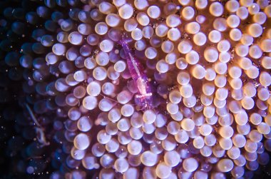 Mor karides anemon üzerinde gizleyin. sualtı fotoğraf bunaken dalış Endonezya