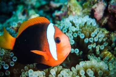 Bunaken Sulawesi Endonezya sualtı fotoğraf amphiprion rubrocinctus Yüzme tehlikede