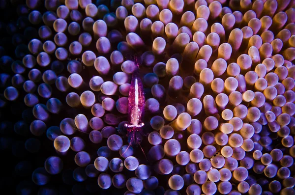 Camarones morados se esconden en anémona. foto submarina bunaken buceo indonesia — Foto de Stock