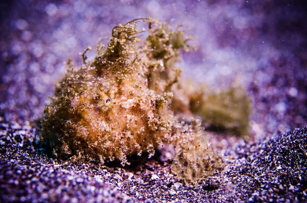 Frogfish bunaken Észak-sulawesi Indonézia antennarius sp. — Stock Fotó