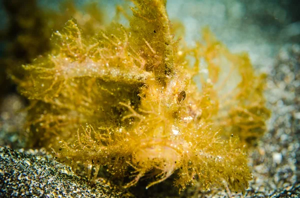 Odd shape fish bunaken north celebes indonesia underwater photo pteroidichtys sp. — Stock Photo, Image