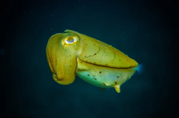 Calamar gigante bunaken indonesia sepia latimanus foto submarina — Foto de Stock