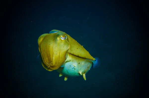 Giant squid bunaken indonesia sepia latimanus underwater photo — Stock Photo, Image