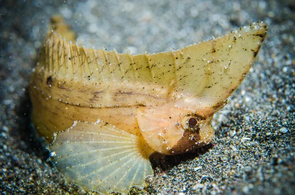 Bodenbewohner bunaken sulawesi indonesien ablabys taenianotus unterwasser photo — Stockfoto