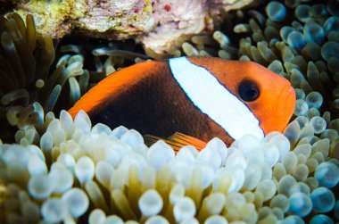 Bunaken Sulawesi Endonezya sualtı fotoğraf amphiprion rubrocinctus Yüzme tehlikede