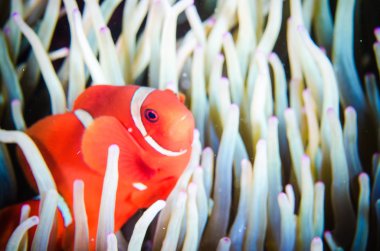 Anemonefish swimming Bunaken Sulawesi  Indonesia underwater photo premnas biaculeatus clipart