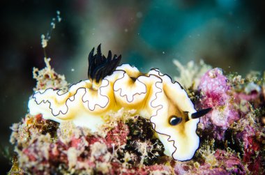 Nudibranch bunaken sulawesi indonesia glossodoris underwater photo clipart