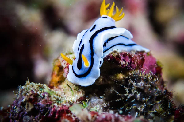 Nudibranchia bunaken sulawesi indonesia chromodoris sp. foto subacquea — Foto Stock