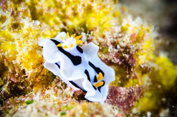 Nudibranch bunaken sulawesi indonesia chromodoris dianae underwater photo — Stock Photo, Image