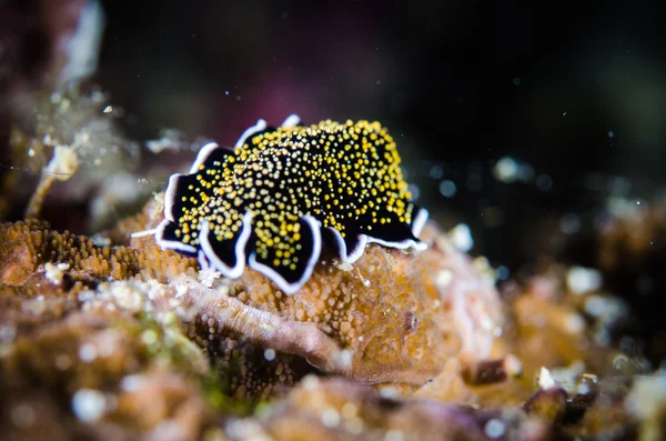 Sea worm bunaken sulawesi indonesia thysanozoon nigropapillosum underwater photo — Stock Photo, Image