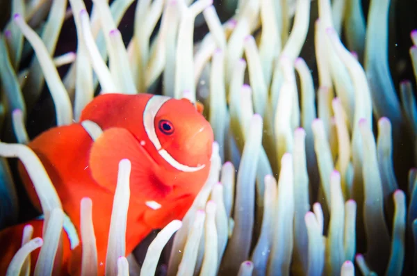 Anemonefish swimming Bunaken Sulawesi Indonesia foto subacquee premnas biaculeatus — Foto Stock