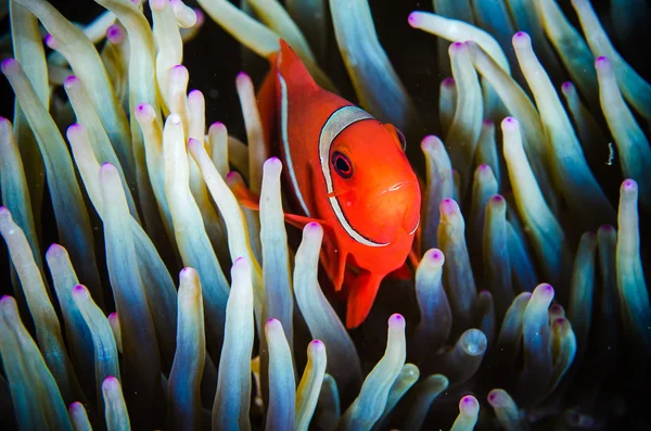 Anemonefish swimming Bunaken Sulawesi  Indonesia underwater photo premnas biaculeatus — Stock Photo, Image