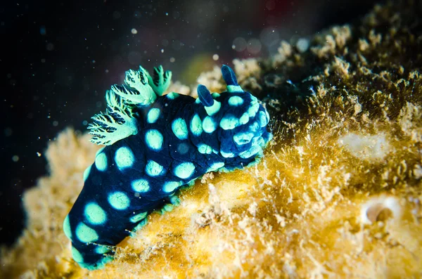 Nudibranch bunaken sulawesi indonesia nembrotha cristata underwater photo — Stock Photo, Image