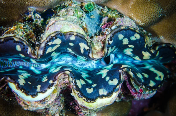 Clark Anemonefish hiding swimming BunakFluted giant clam bunaken sulawesi indonesia tridacna squamosa underwater photoen Sulawesi, Indonesia underwater photo.  Amphiprion clarkii — Stock Photo, Image