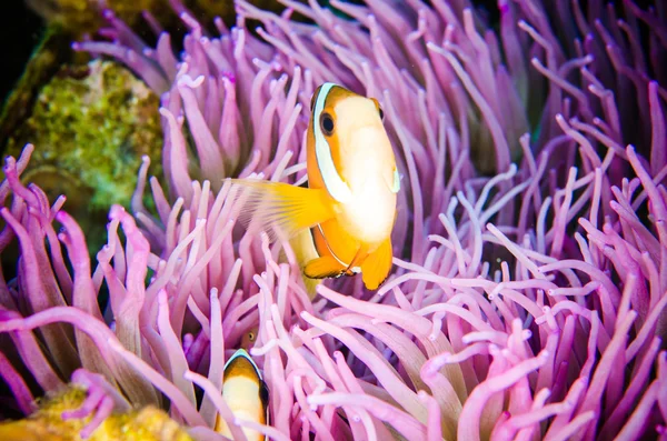 Clark Anemonefish hiding swimming Bunaken Sulawesi, Indonesia underwater photo.  Amphiprion clarkii — Stock Photo, Image