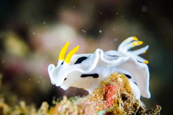 Nudibranch bunaken sulawesi indonesia glossodoris foto submarina — Foto de Stock