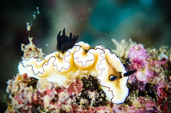 Nudibranch bunaken sulawesi indonesia glossodoris foto submarina —  Fotos de Stock