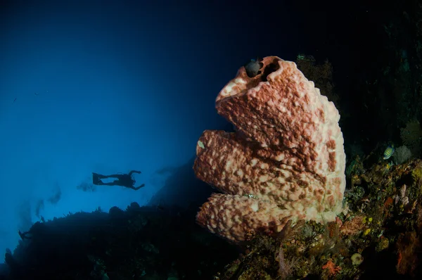 Buceo gigante esponja bunaken sulawesi indonesia foto submarina —  Fotos de Stock